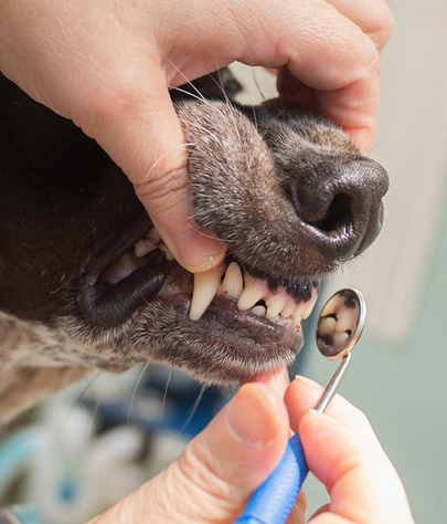 Iona Dog Dentist