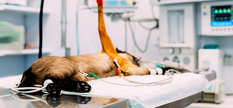 Cheval animal hospital veterinary surgical-process