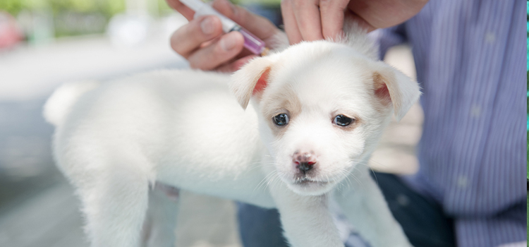 dog vaccination hospital in Palm Beach