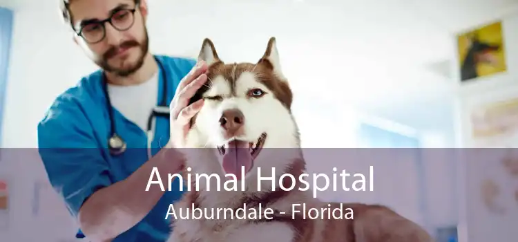 Animal Hospital Auburndale - Florida
