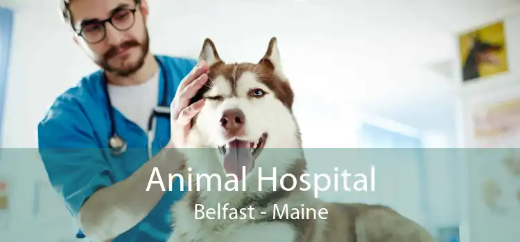 Animal Hospital Belfast - Maine
