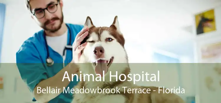 Animal Hospital Bellair Meadowbrook Terrace - Florida