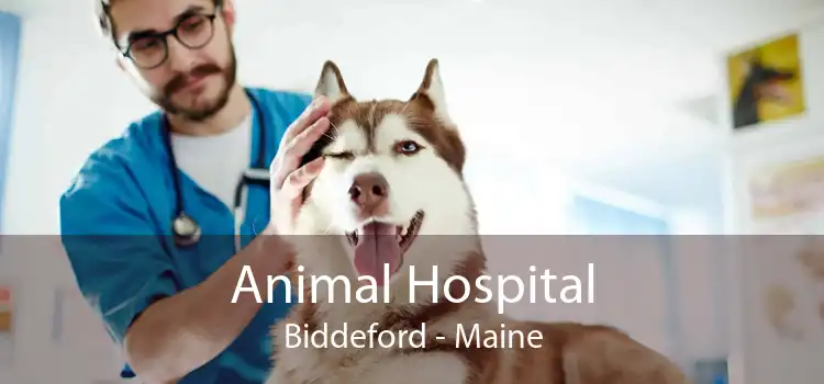 Animal Hospital Biddeford - Maine