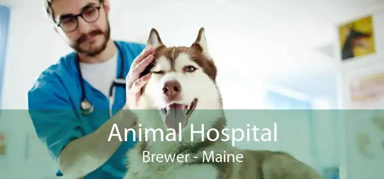 Animal Hospital Brewer - Maine