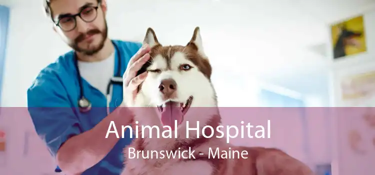 Animal Hospital Brunswick - Maine