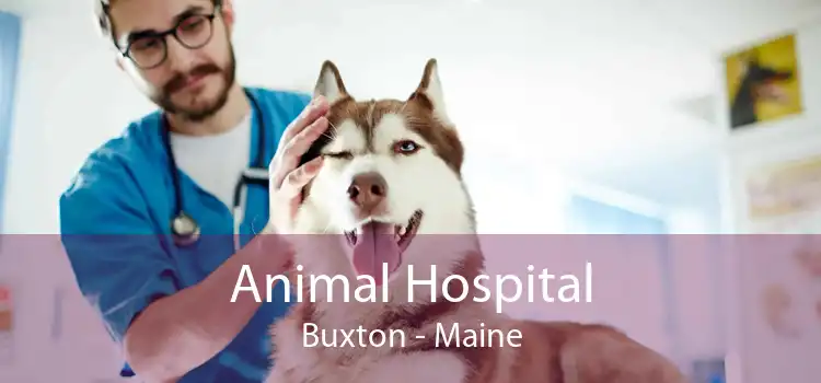 Animal Hospital Buxton - Maine