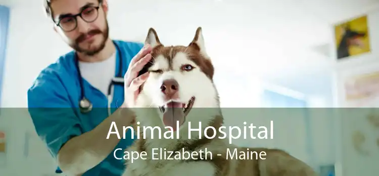 Animal Hospital Cape Elizabeth - Maine
