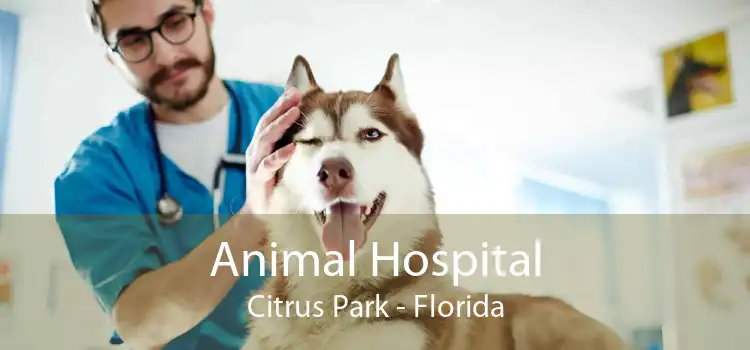 Animal Hospital Citrus Park - Florida