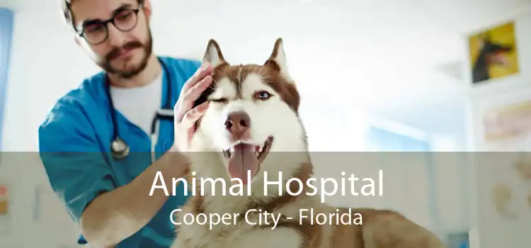 Animal Hospital Cooper City - Florida