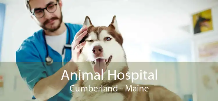 Animal Hospital Cumberland - Maine