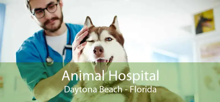 Animal Hospital Daytona Beach - Florida