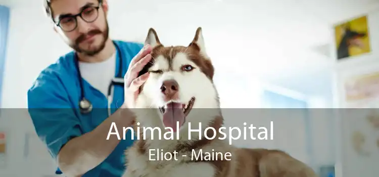 Animal Hospital Eliot - Maine