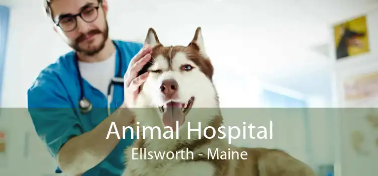 Animal Hospital Ellsworth - Maine