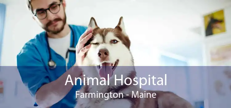 Animal Hospital Farmington - Maine
