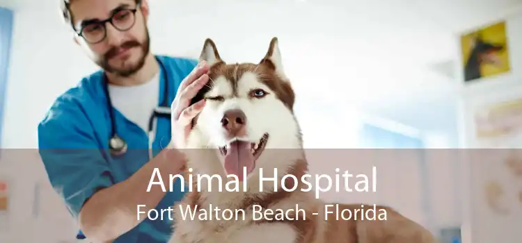 Animal Hospital Fort Walton Beach - Florida