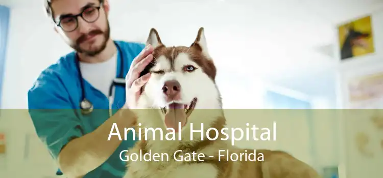 Animal Hospital Golden Gate - Florida