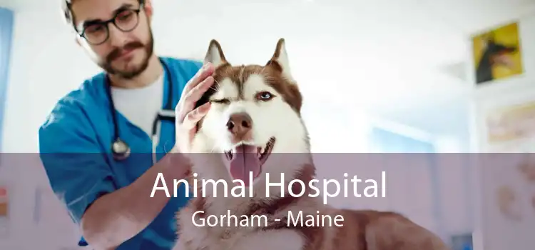 Animal Hospital Gorham - Maine