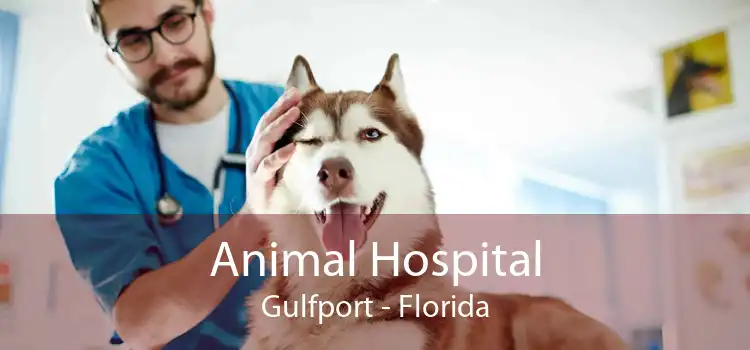 Animal Hospital Gulfport - Florida