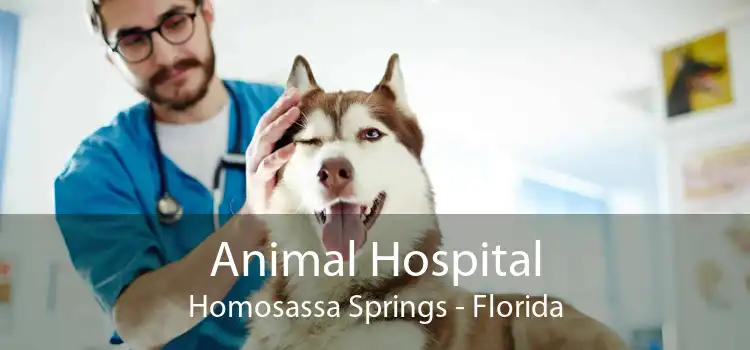 Animal Hospital Homosassa Springs - Florida