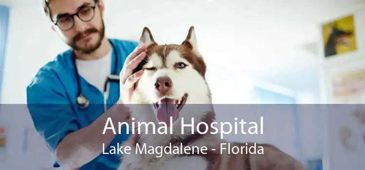 Animal Hospital Lake Magdalene - Florida