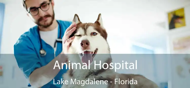 Animal Hospital Lake Magdalene - Florida
