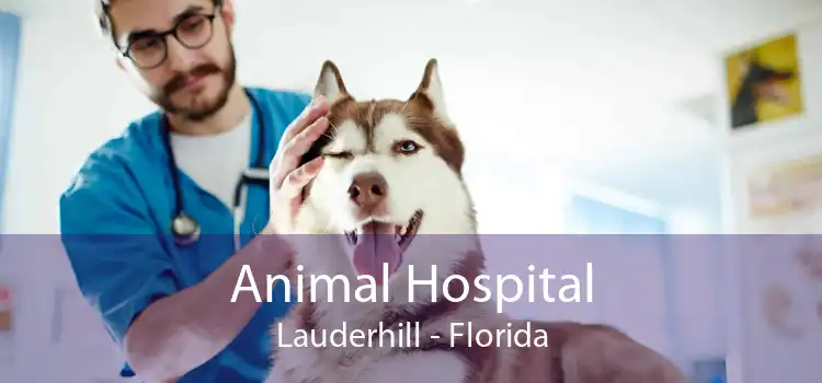 Animal Hospital Lauderhill - Florida