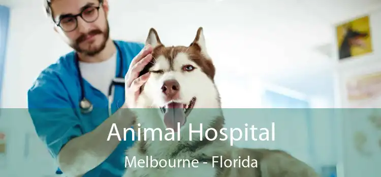 Animal Hospital Melbourne - Florida