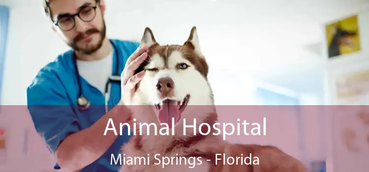 Animal Hospital Miami Springs - Florida