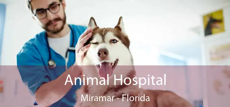 Animal Hospital Miramar - Florida