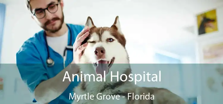 Animal Hospital Myrtle Grove - Florida