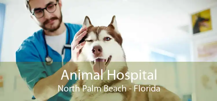 Animal Hospital North Palm Beach - Florida