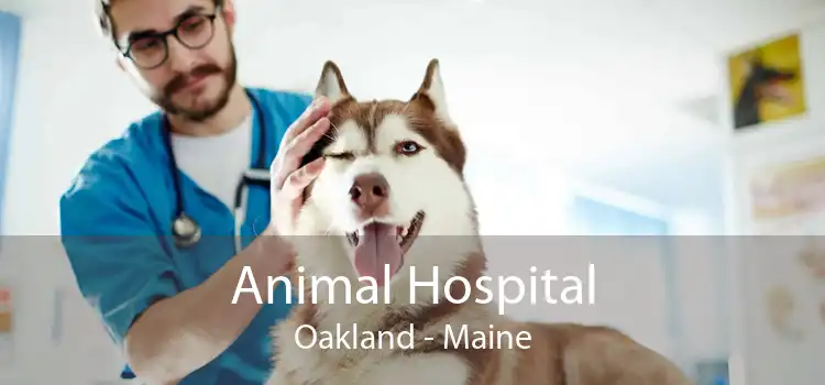 Animal Hospital Oakland - Maine