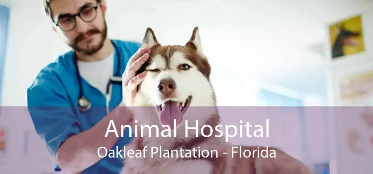 Animal Hospital Oakleaf Plantation - Florida