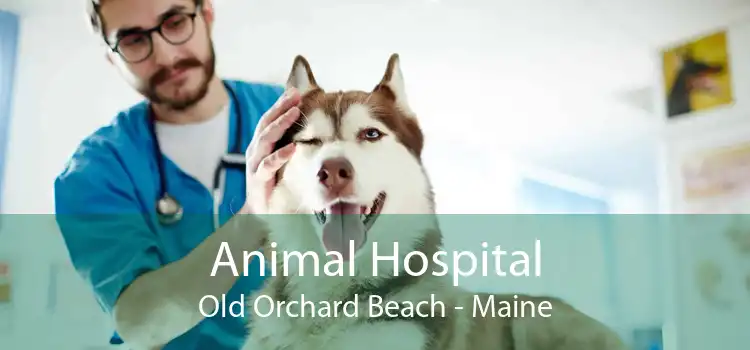 Animal Hospital Old Orchard Beach - Maine