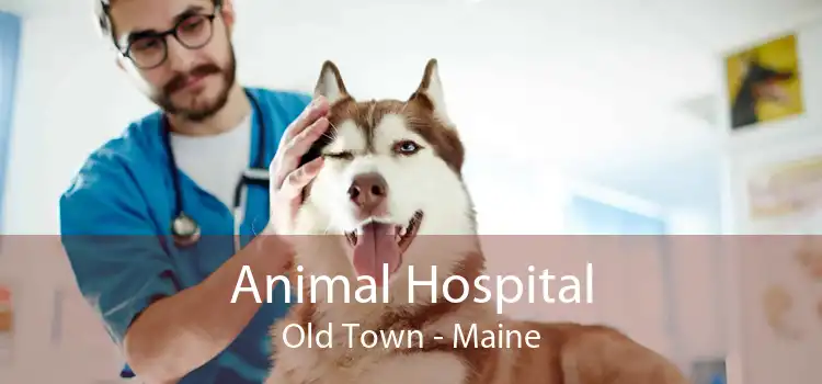 Animal Hospital Old Town - Maine