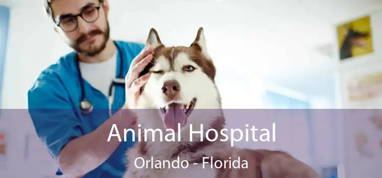 Animal Hospital Orlando - Florida