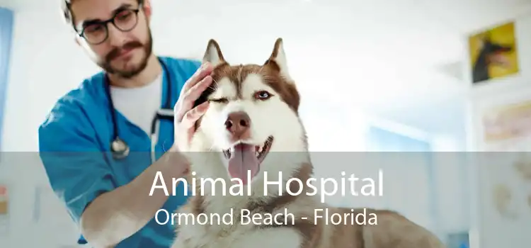 Animal Hospital Ormond Beach - Florida