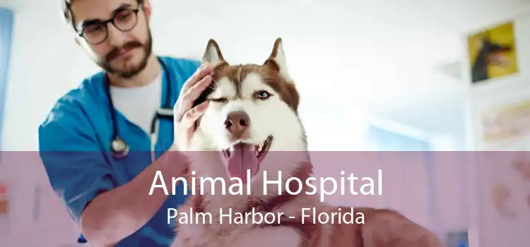 Animal Hospital Palm Harbor - Florida