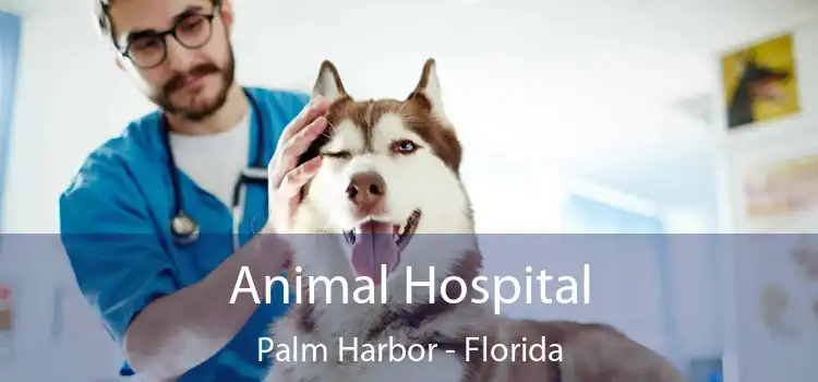 Animal Hospital Palm Harbor - Florida