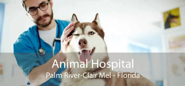 Animal Hospital Palm River-Clair Mel - Florida