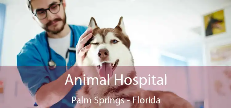 Animal Hospital Palm Springs - Florida