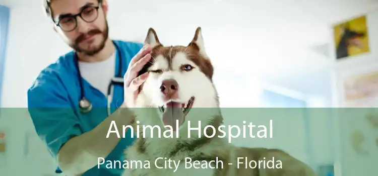 Animal Hospital Panama City Beach - Florida