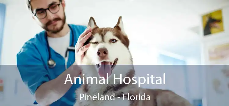 Animal Hospital Pineland - Florida