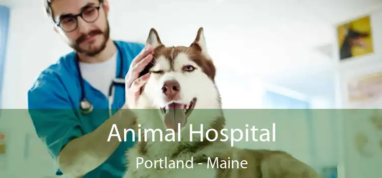 Animal Hospital Portland - Maine