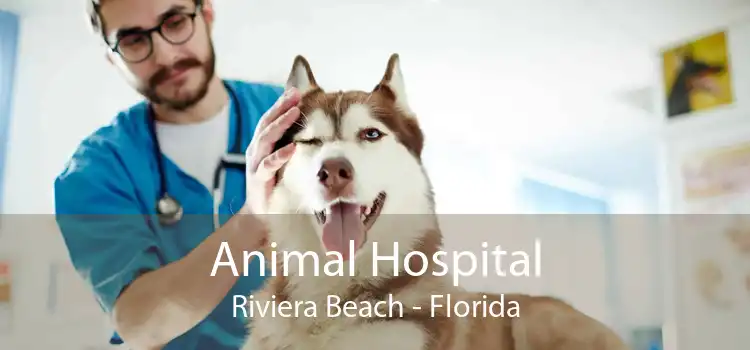 Animal Hospital Riviera Beach - Florida