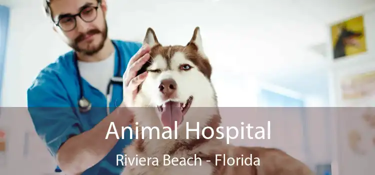 Animal Hospital Riviera Beach - Florida