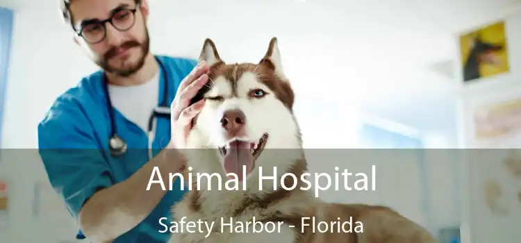 Animal Hospital Safety Harbor - Florida