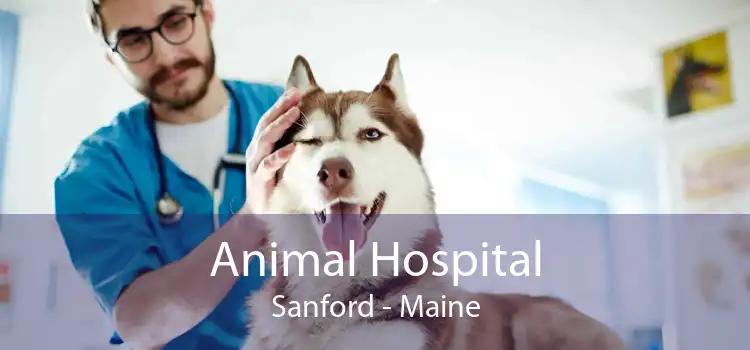 Animal Hospital Sanford - Maine