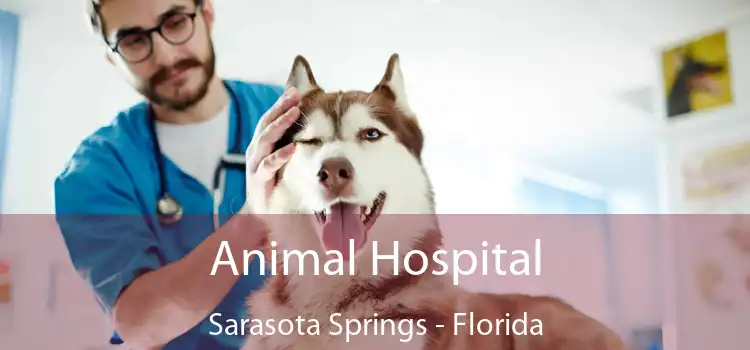 Animal Hospital Sarasota Springs - Florida