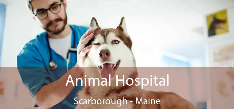 Animal Hospital Scarborough - Maine